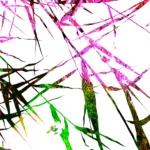 Bamboo 5 - Photographie d'Alexandra Daoust - VetrinArte