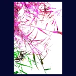 Bamboo 5 - Photographie d'Alexandra Daoust - VetrinArte